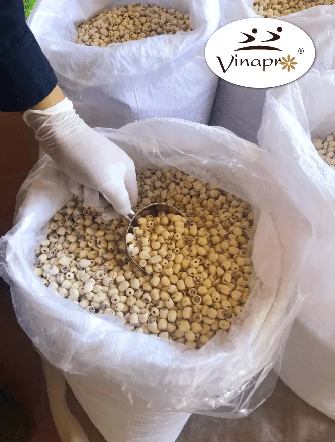 White Lotus Seeds