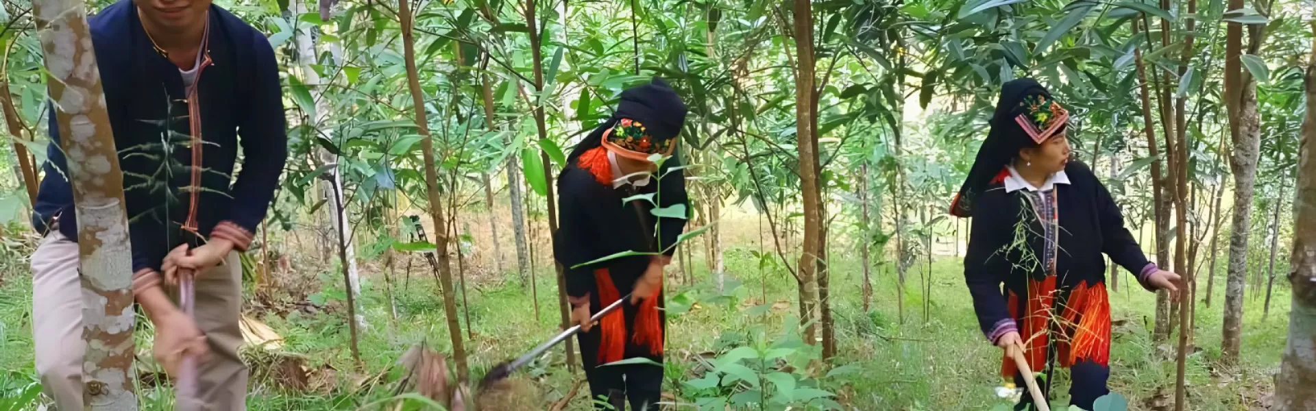 plant care