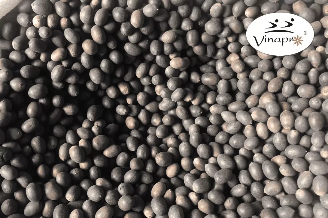 BLACK LOTUS SEED