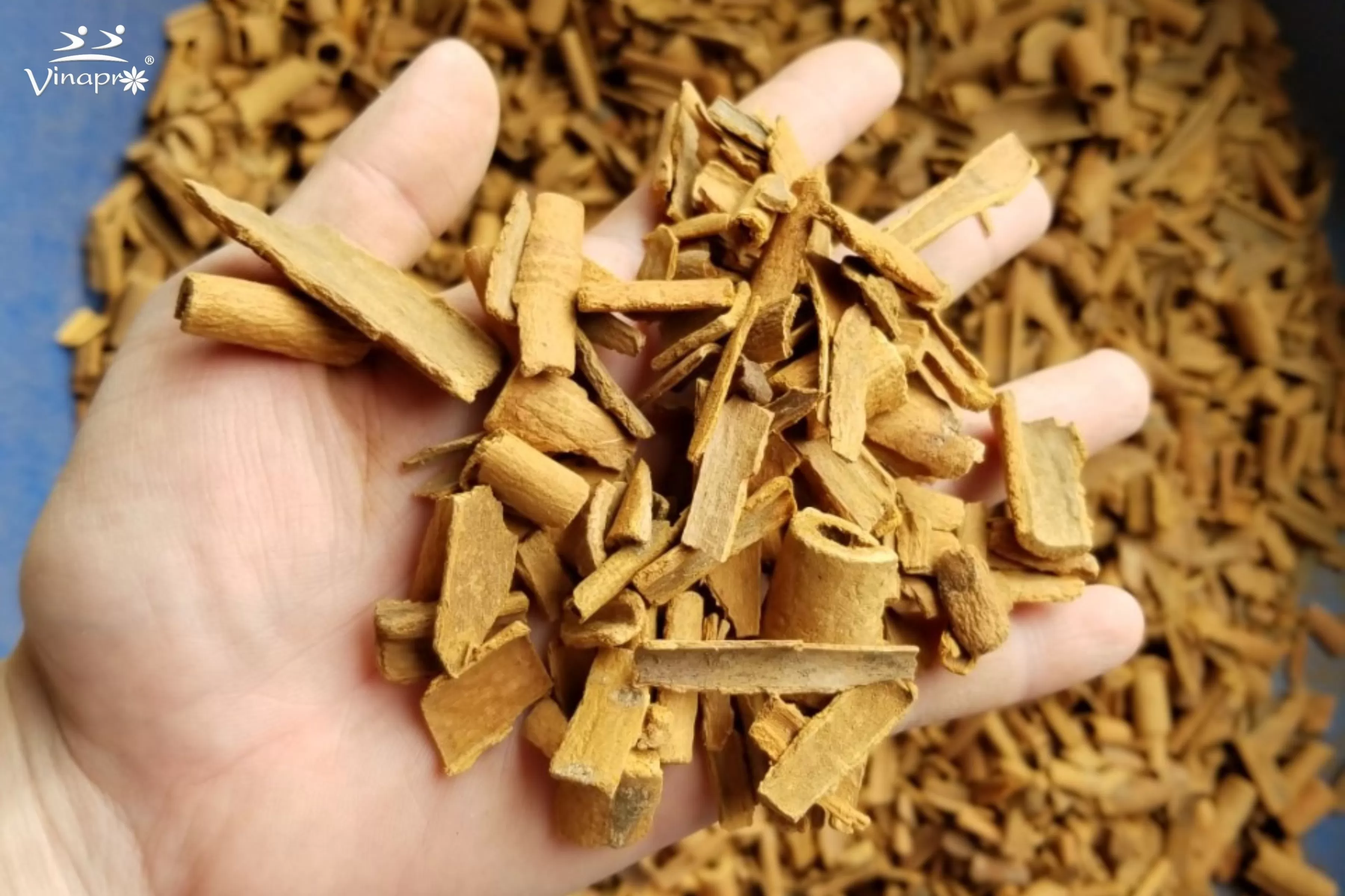 Broken Cassia
