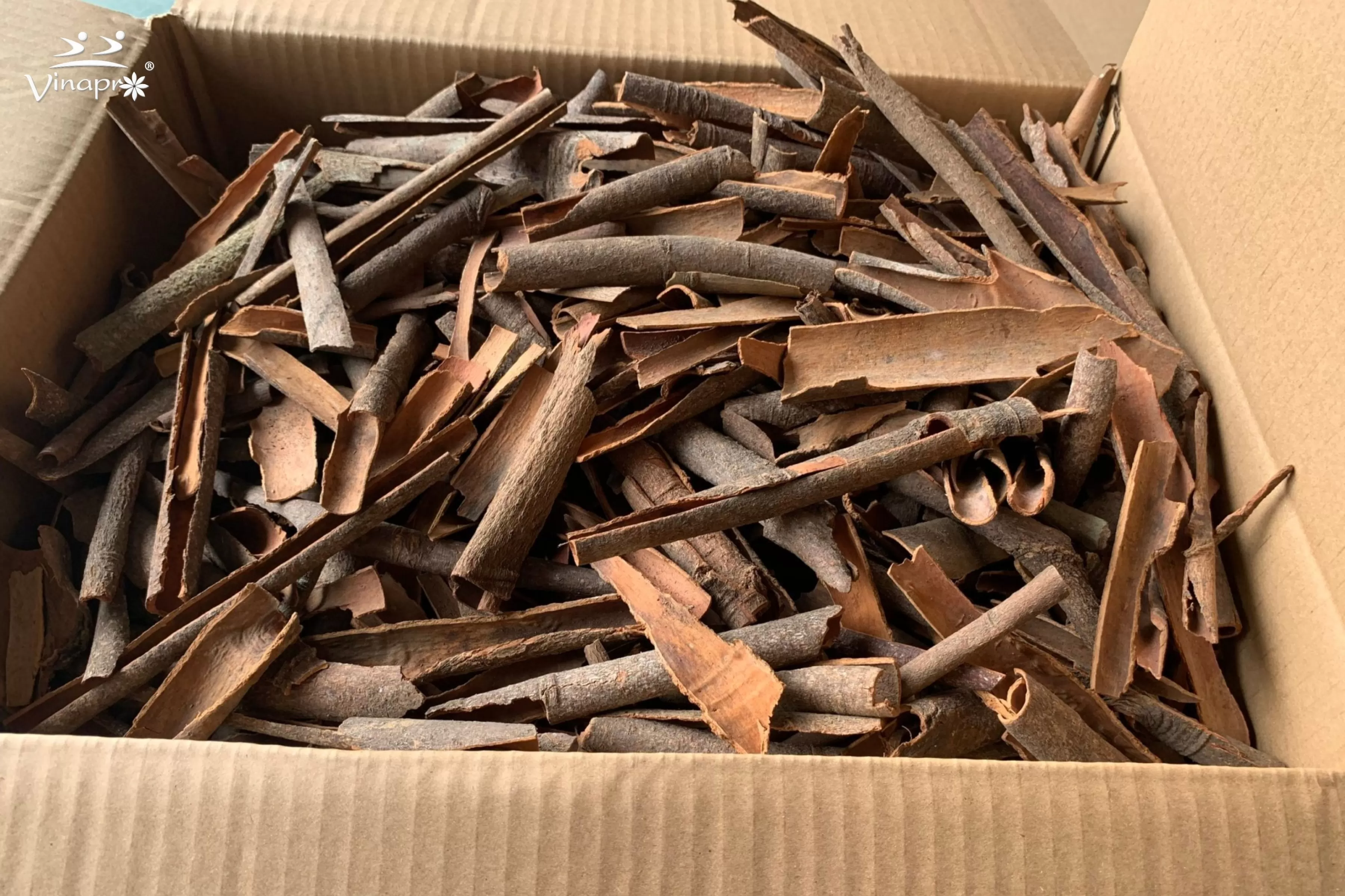 Broken Cassia