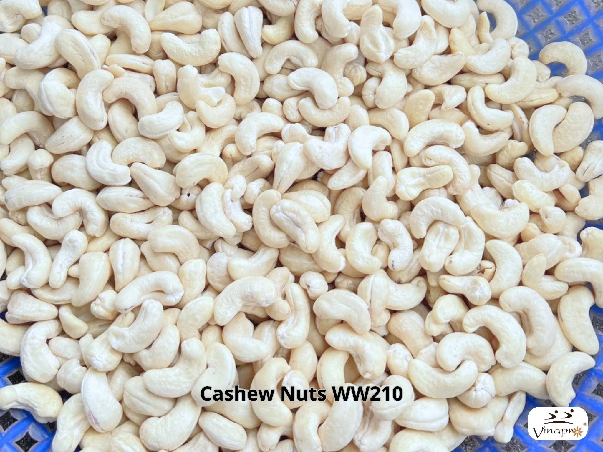 White Whole Cashew Nuts WW160, WW180, WW210
