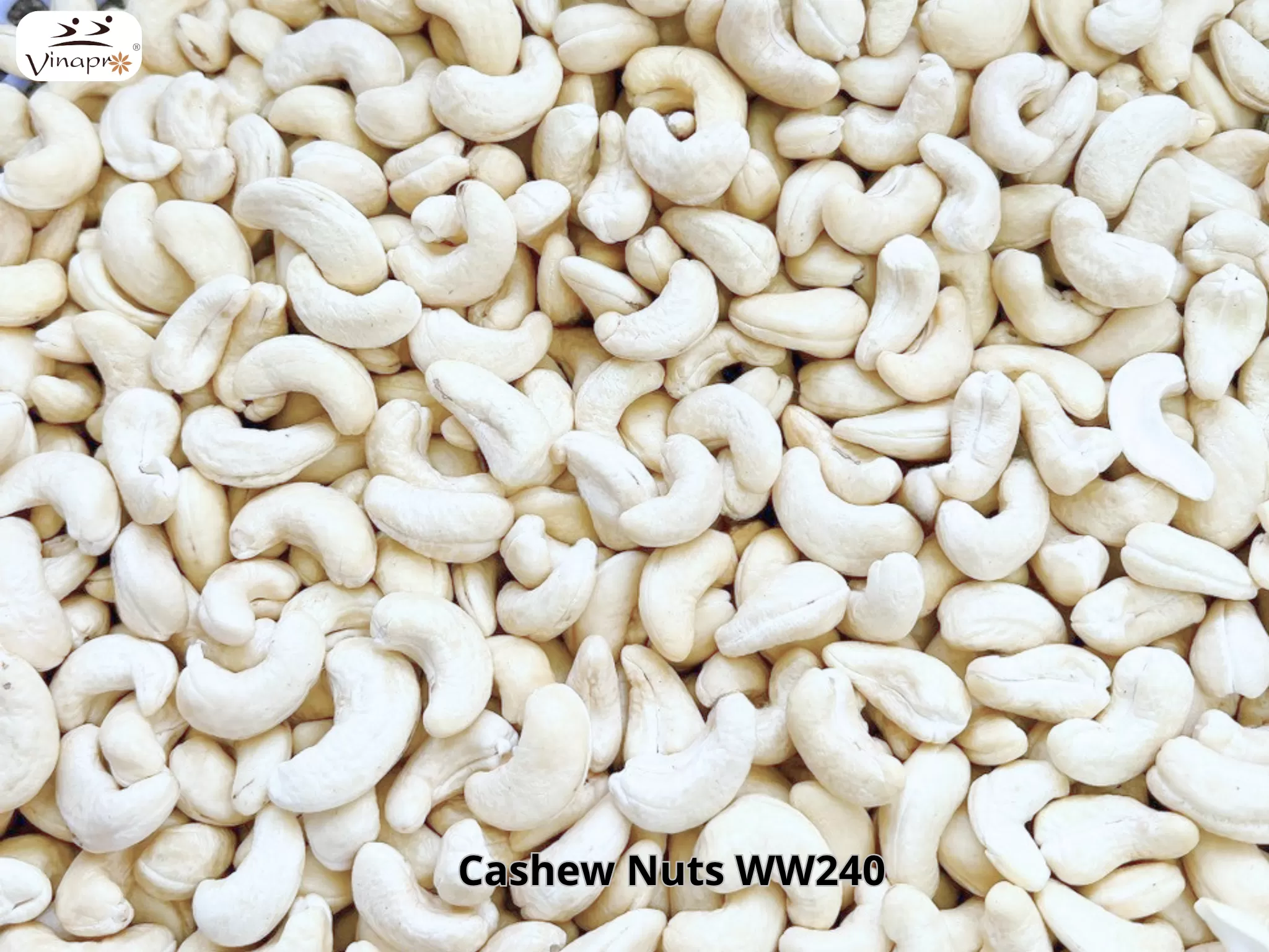 White Whole Cashew Nuts WW240, WW320, WW450