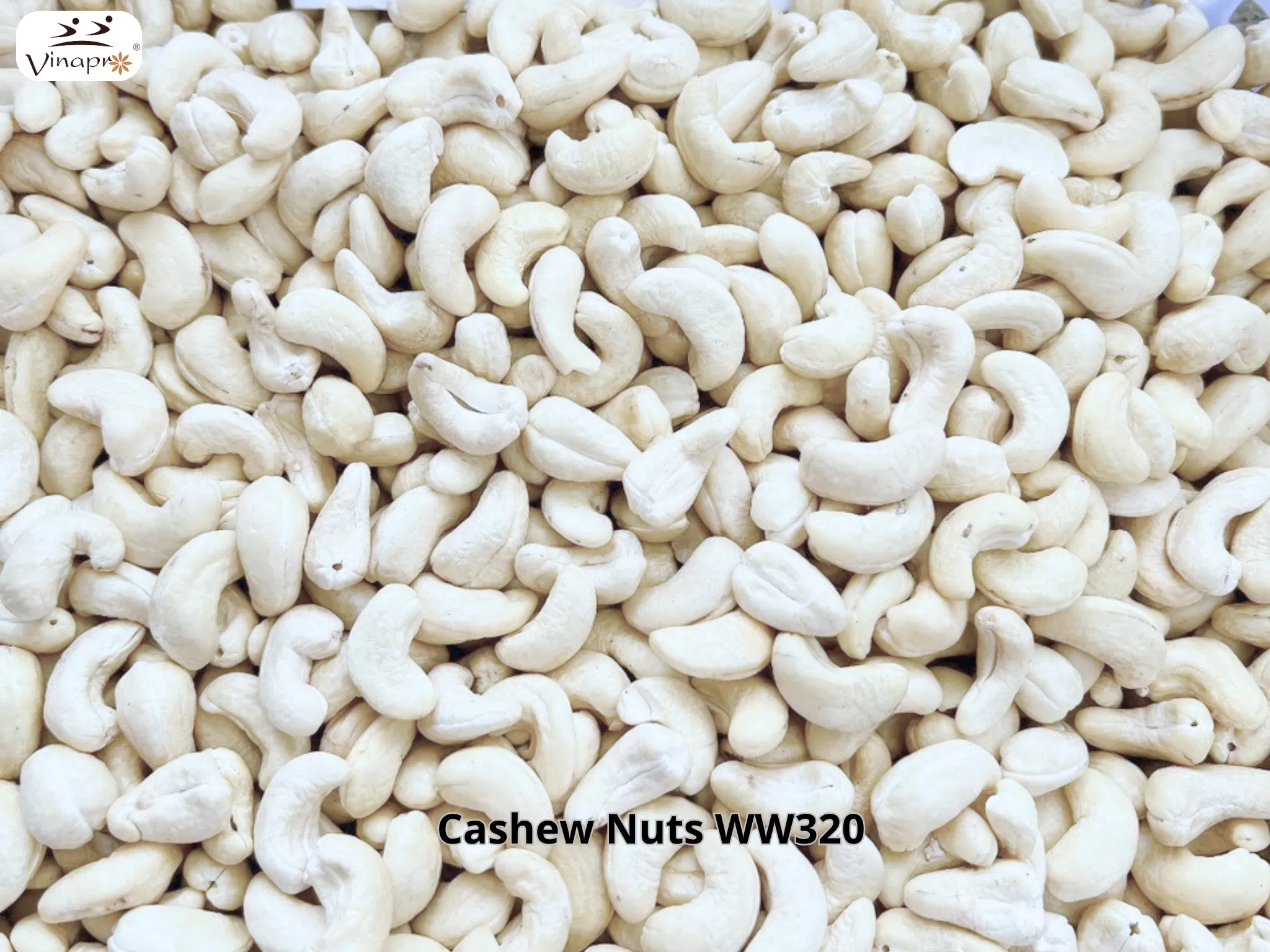 White Whole Cashew Nuts WW240, WW320, WW450