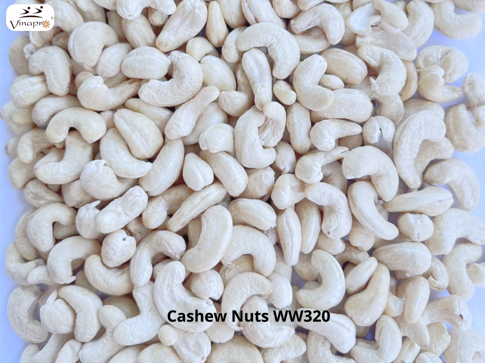 White Whole Cashew Nuts WW240, WW320, WW450