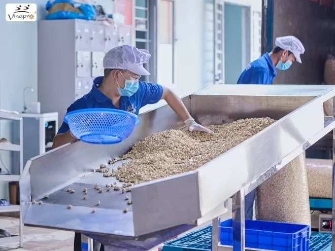 White Whole Cashew Nuts WW240, WW320, WW450