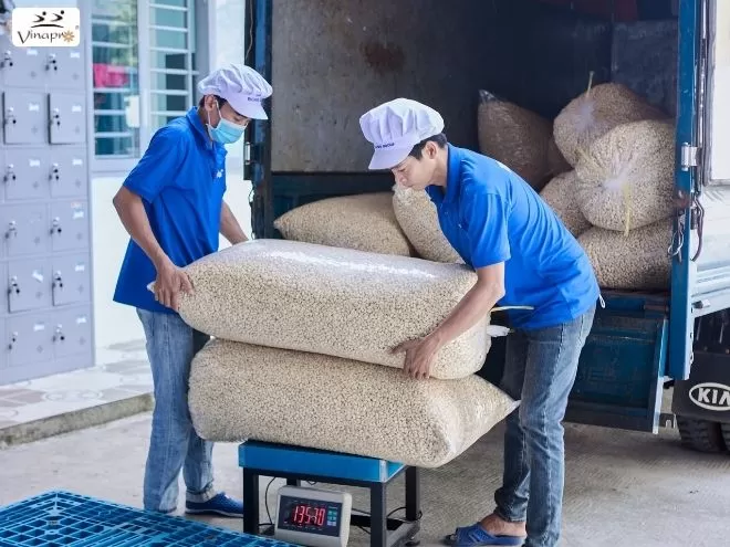 White Whole Cashew Nuts WW240, WW320, WW450