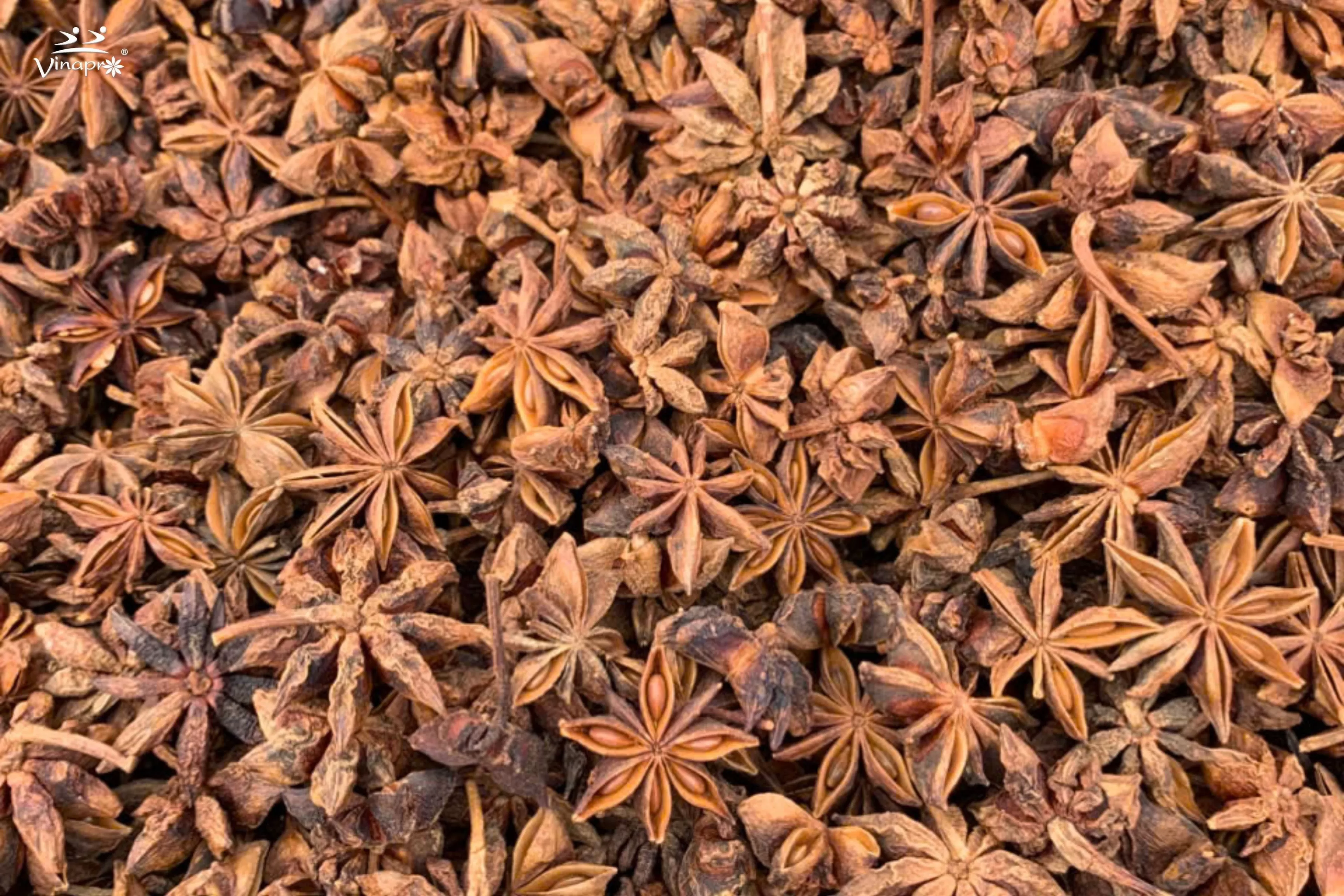 Spring Star Aniseed