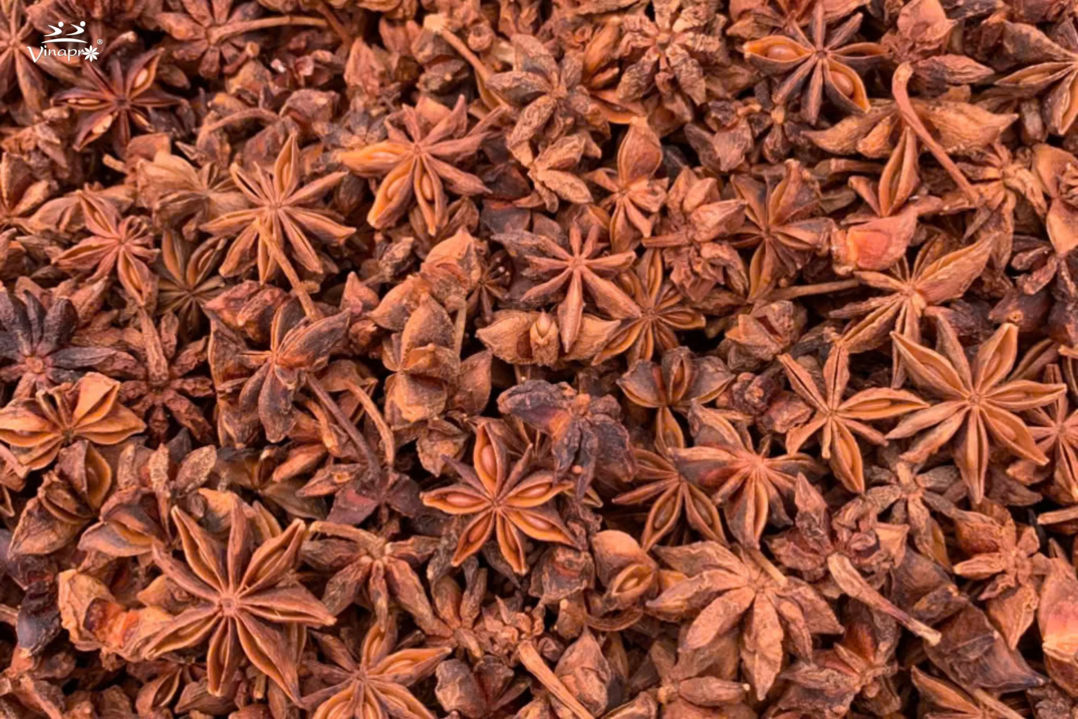 Spring Star Aniseed