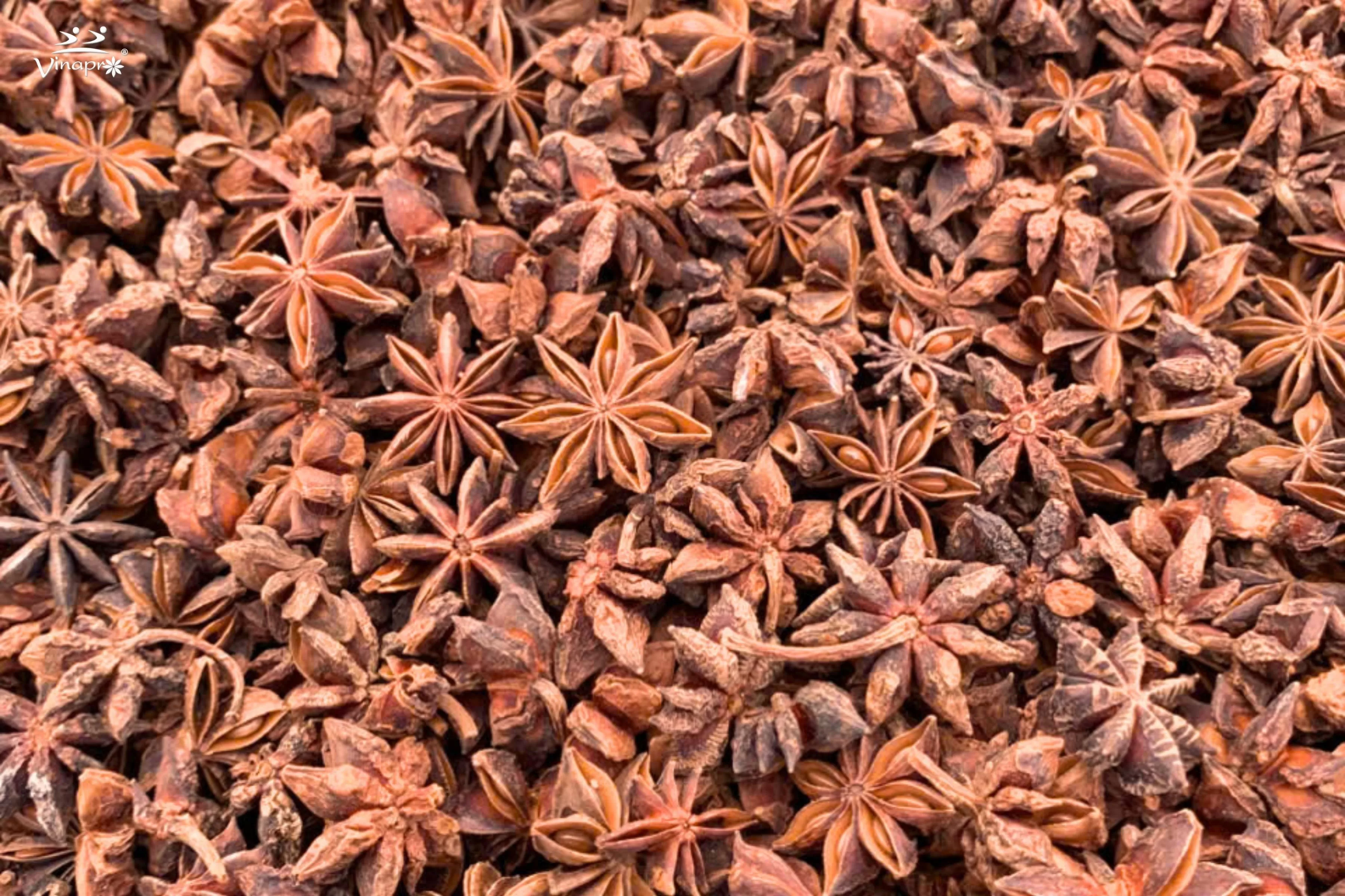 Autumn Star Aniseed from Vietnam | Premium Quality Supplier & Exporter