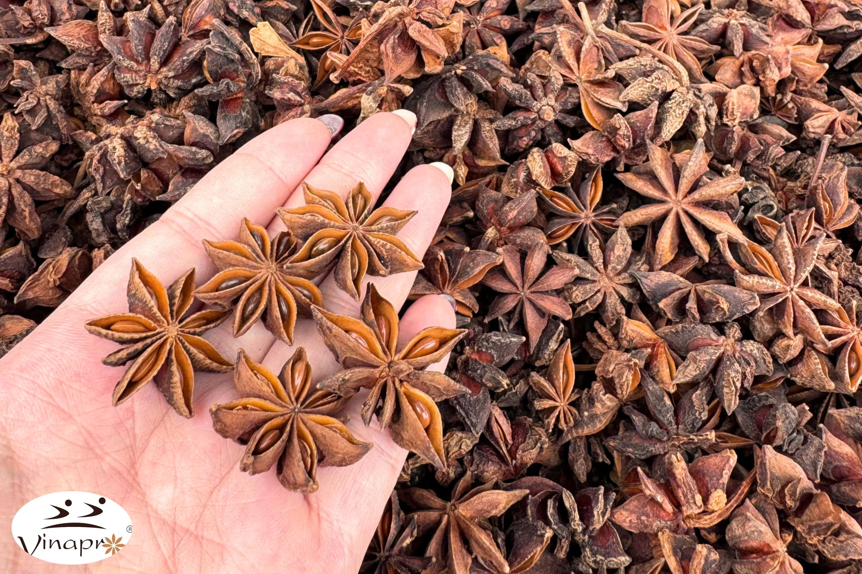 Spring Star Aniseed