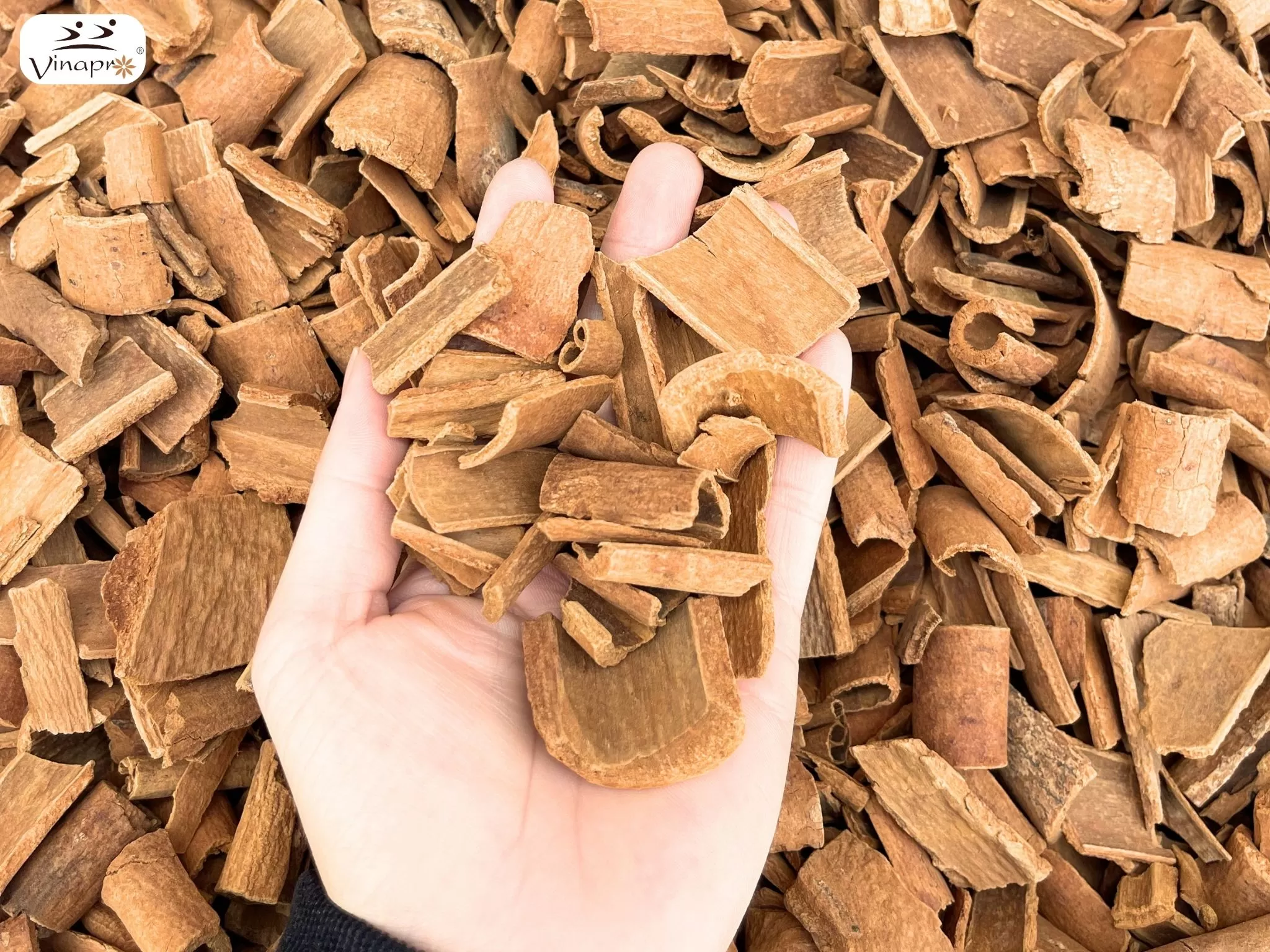 Square cut cassia ( YB1, YB2, YB3, YB4 )