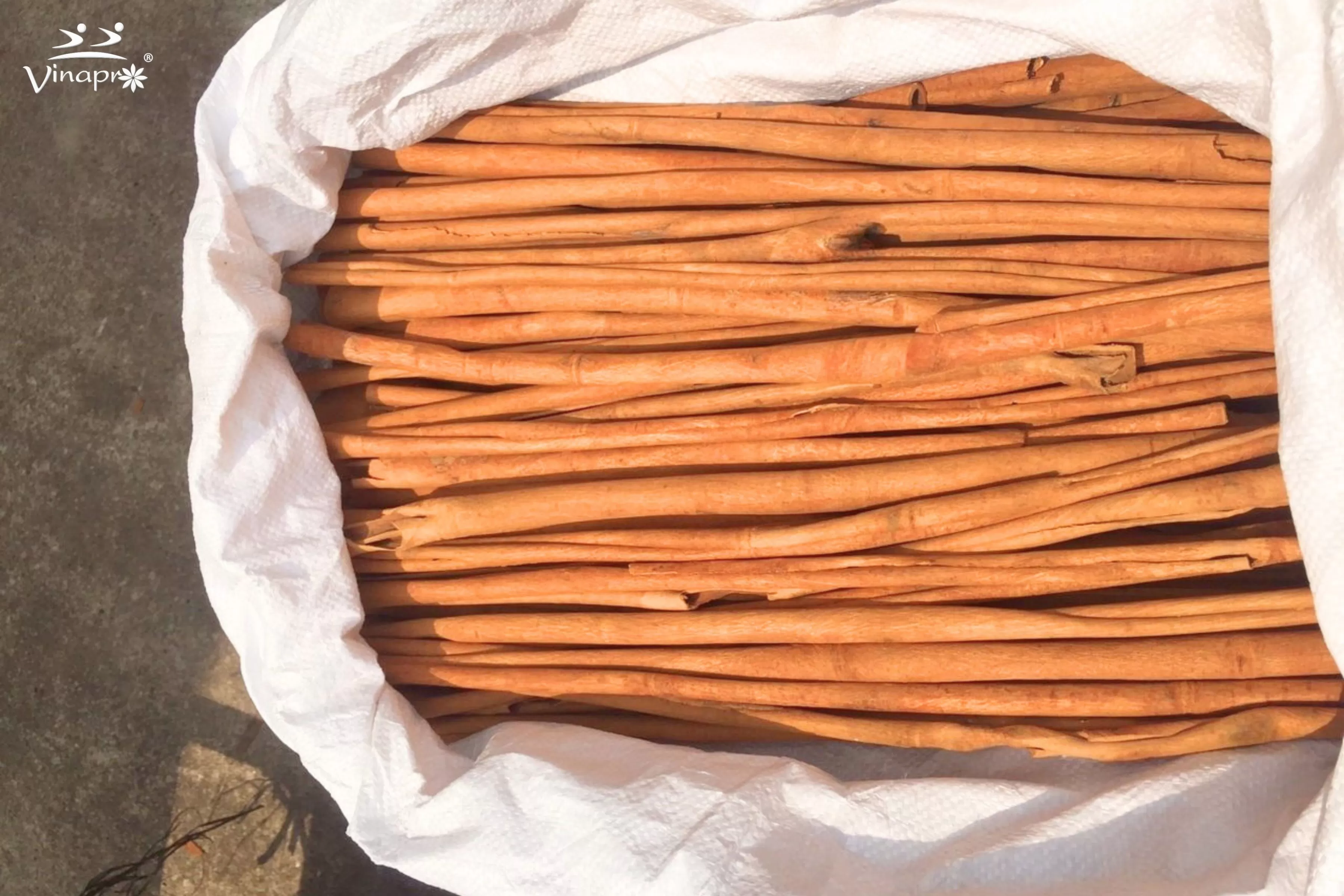 Stick cassia