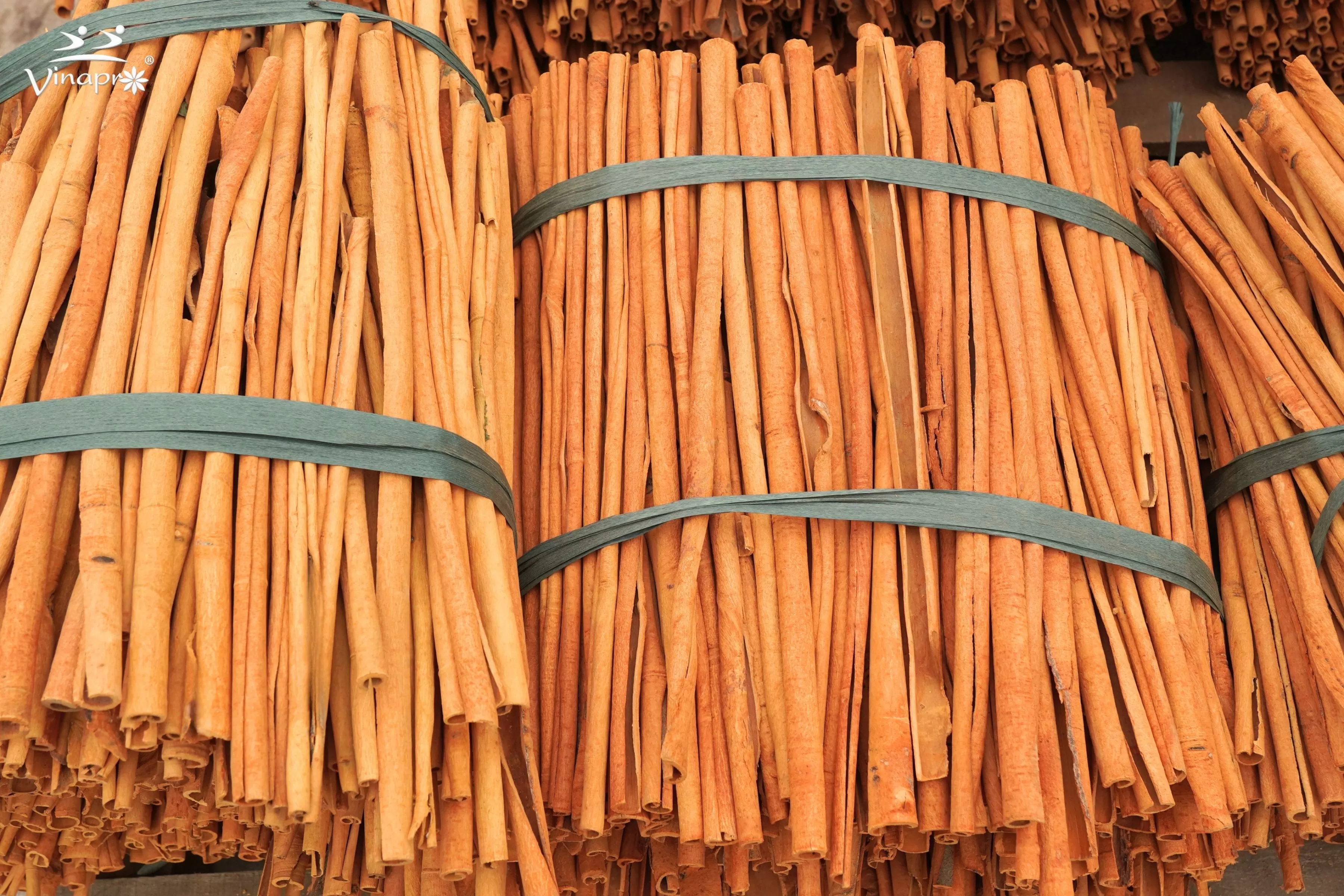 Stick cassia