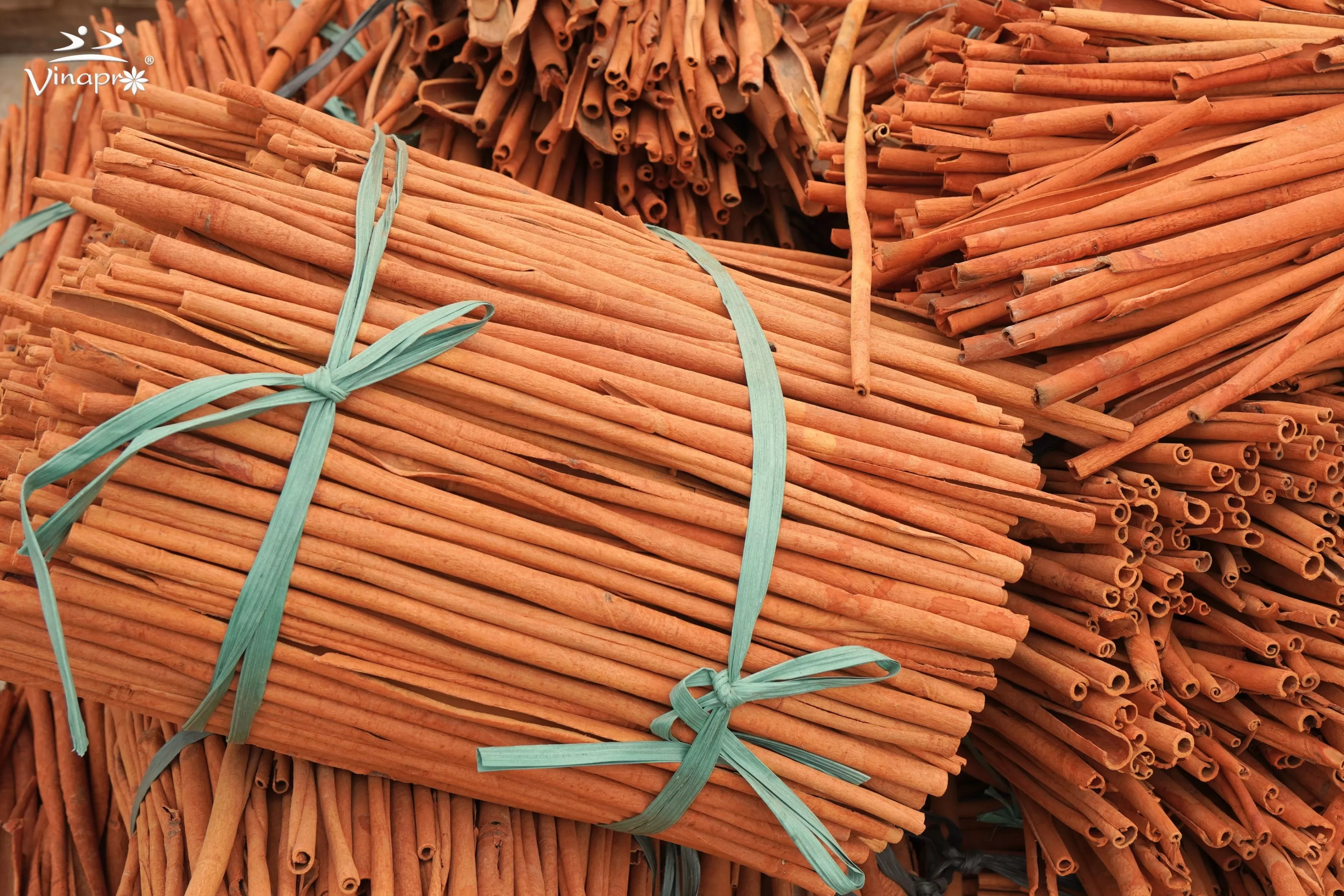 Stick cassia