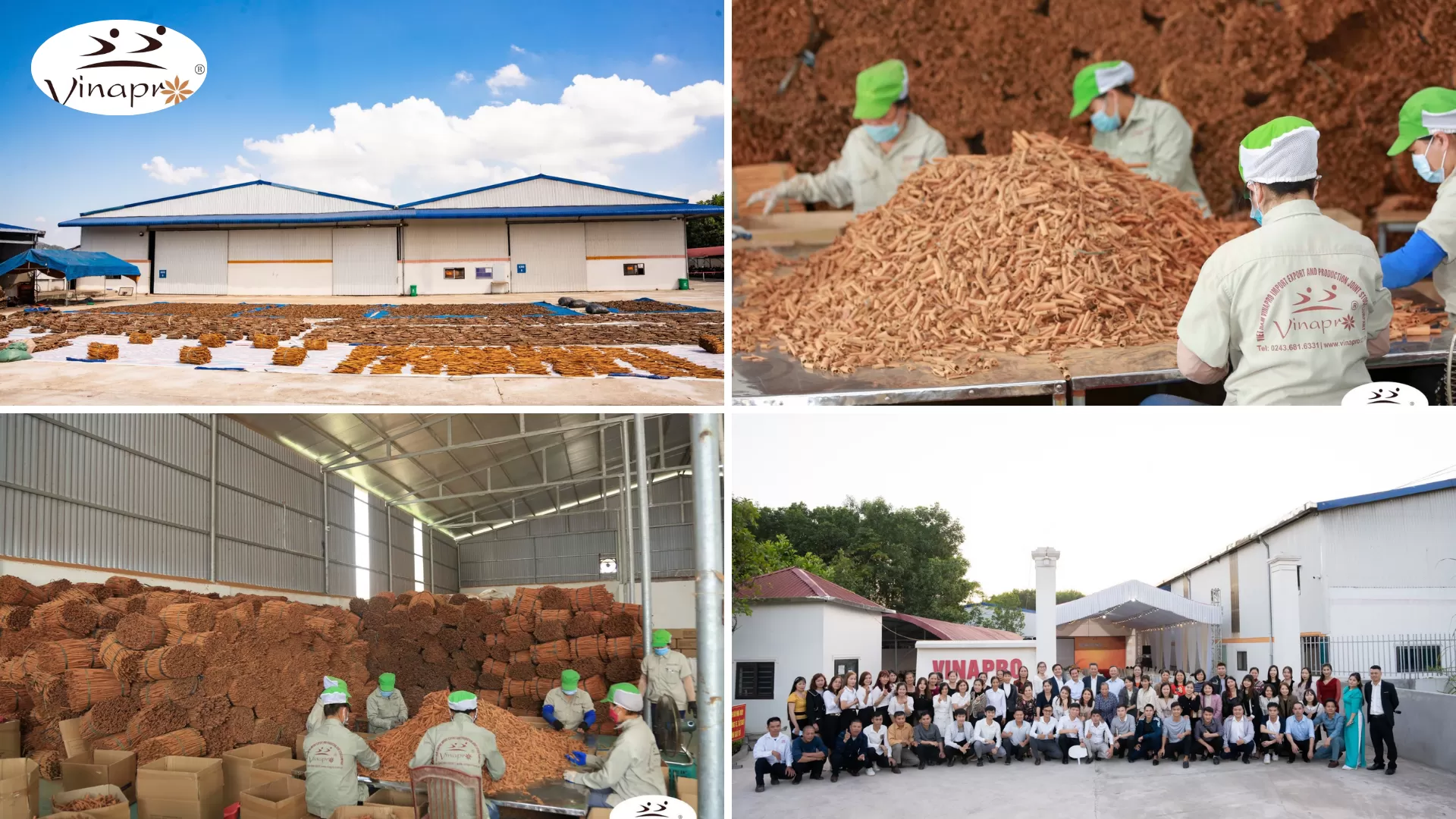 cinnamon processing factory in Vietnam workers producing cassia powder