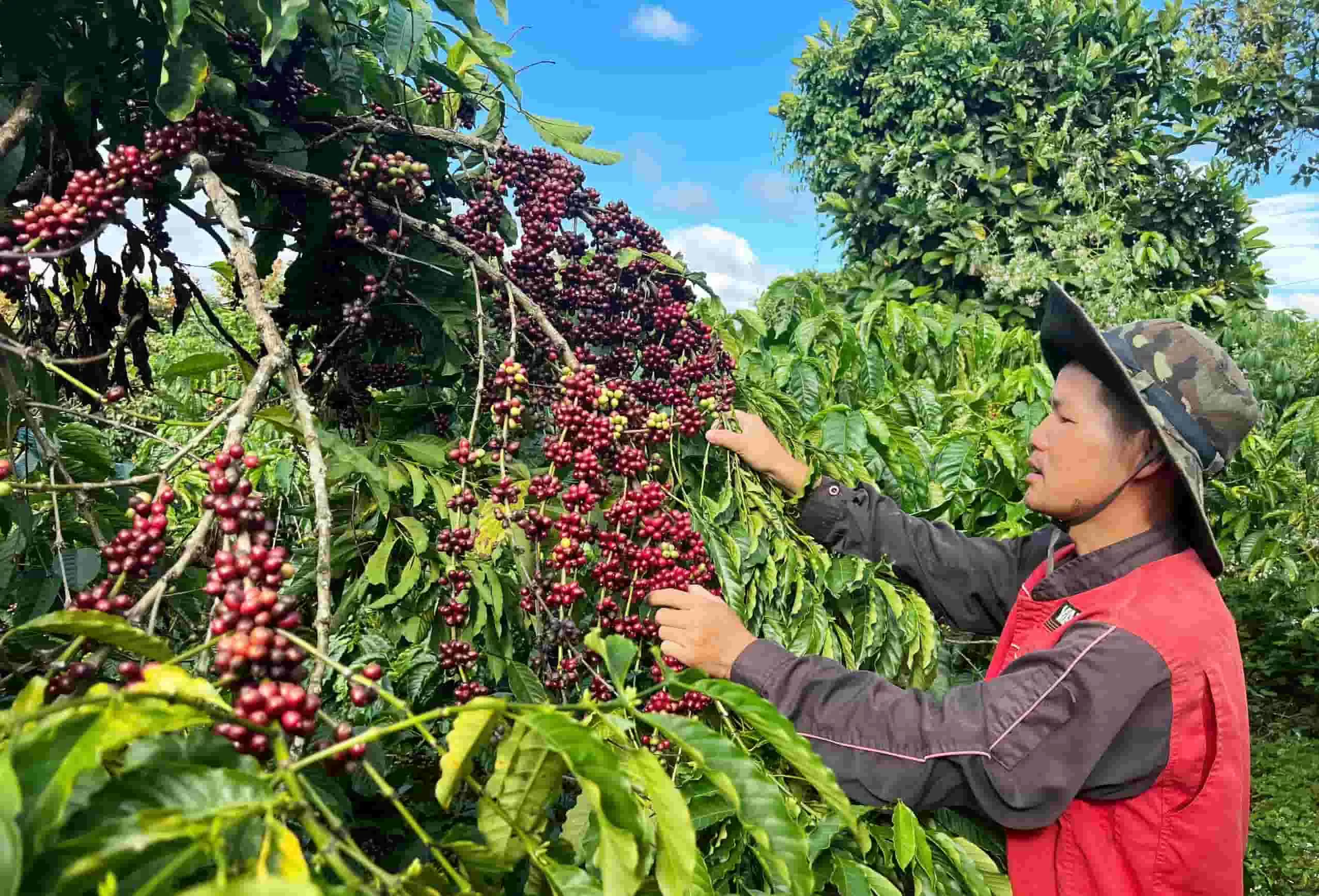 Vietnam coffee beans harvested in the Lam Dong growing region