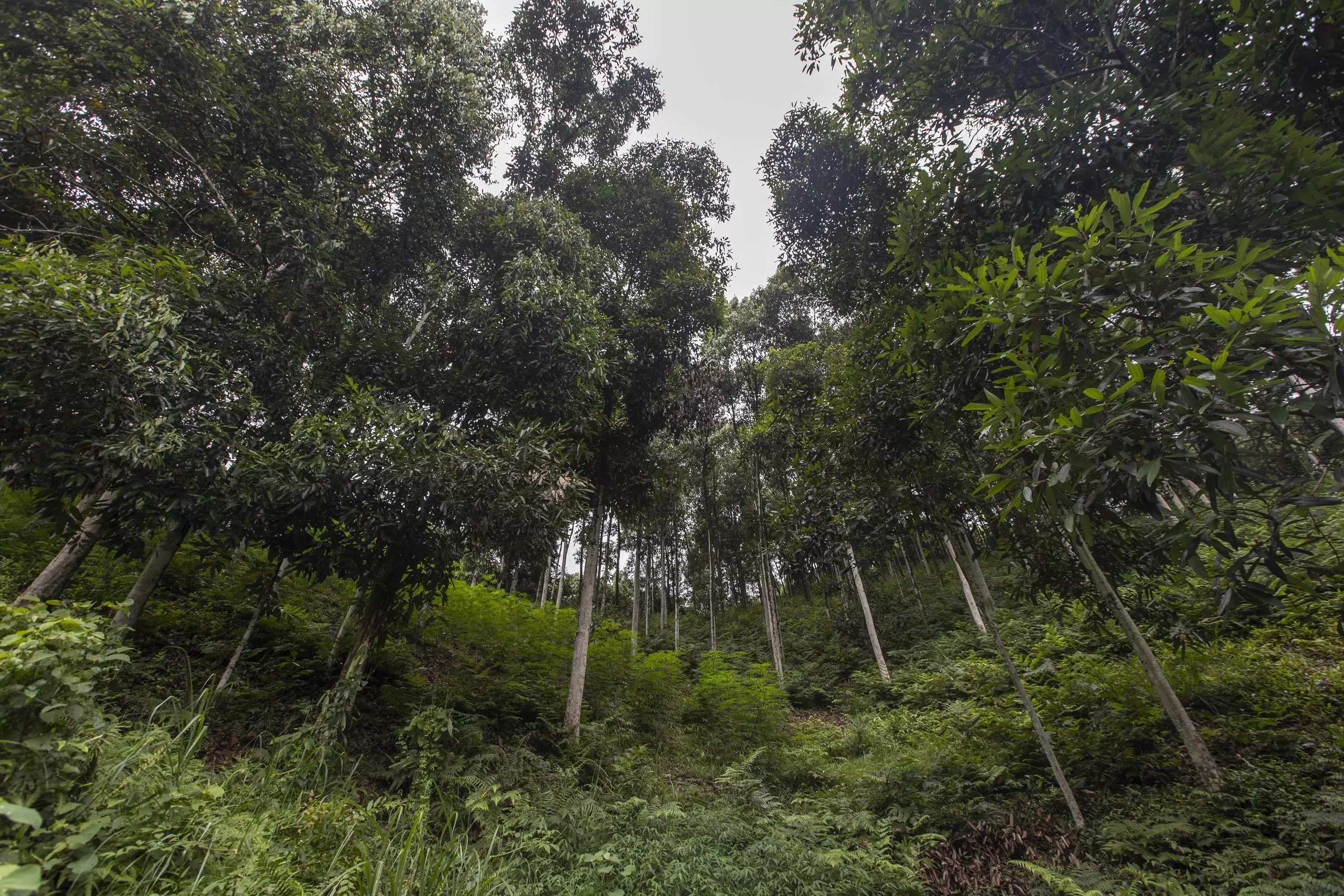 Vietnam cinnamon growing region supplying raw materials for cinnamon manufacturing.