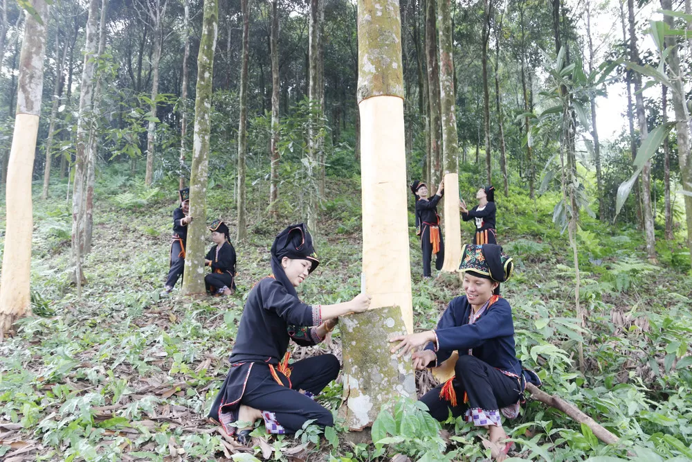 Vietnam cinnamon farming region for cinnamon powder production