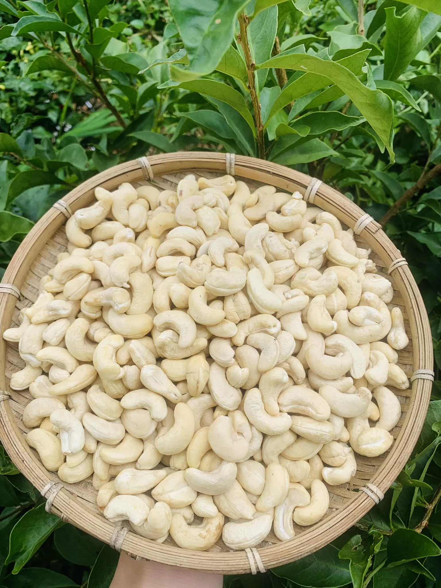 White Whole Cashew Nuts WW160, WW180, WW210