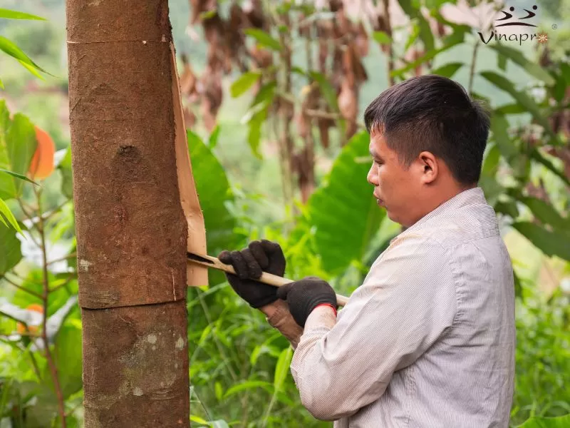 Vietnam Cassia Raw Material Region | Stable Supply from Vinapro