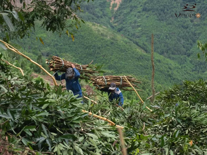 Cassia growing region in Vietnam