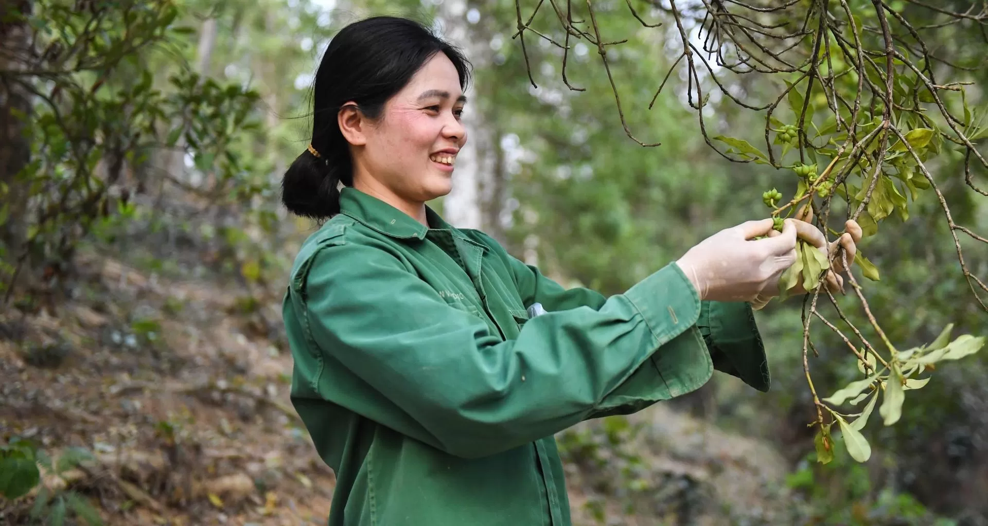 Vietnam star anise growing region