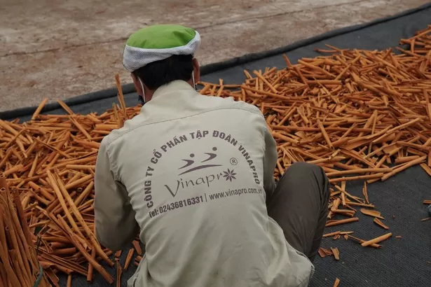 cinnamon harvesting process in Vietnam cinnamon growing regions