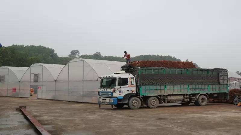 cinnamon supply chain from growing regions in Vietnam for global export