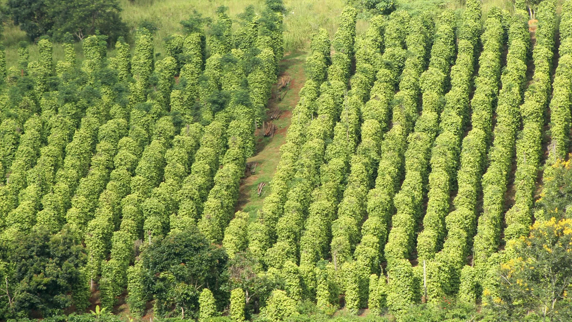 Coffee bean plantations in Dak Nong Vietnam supplying high-quality raw materials