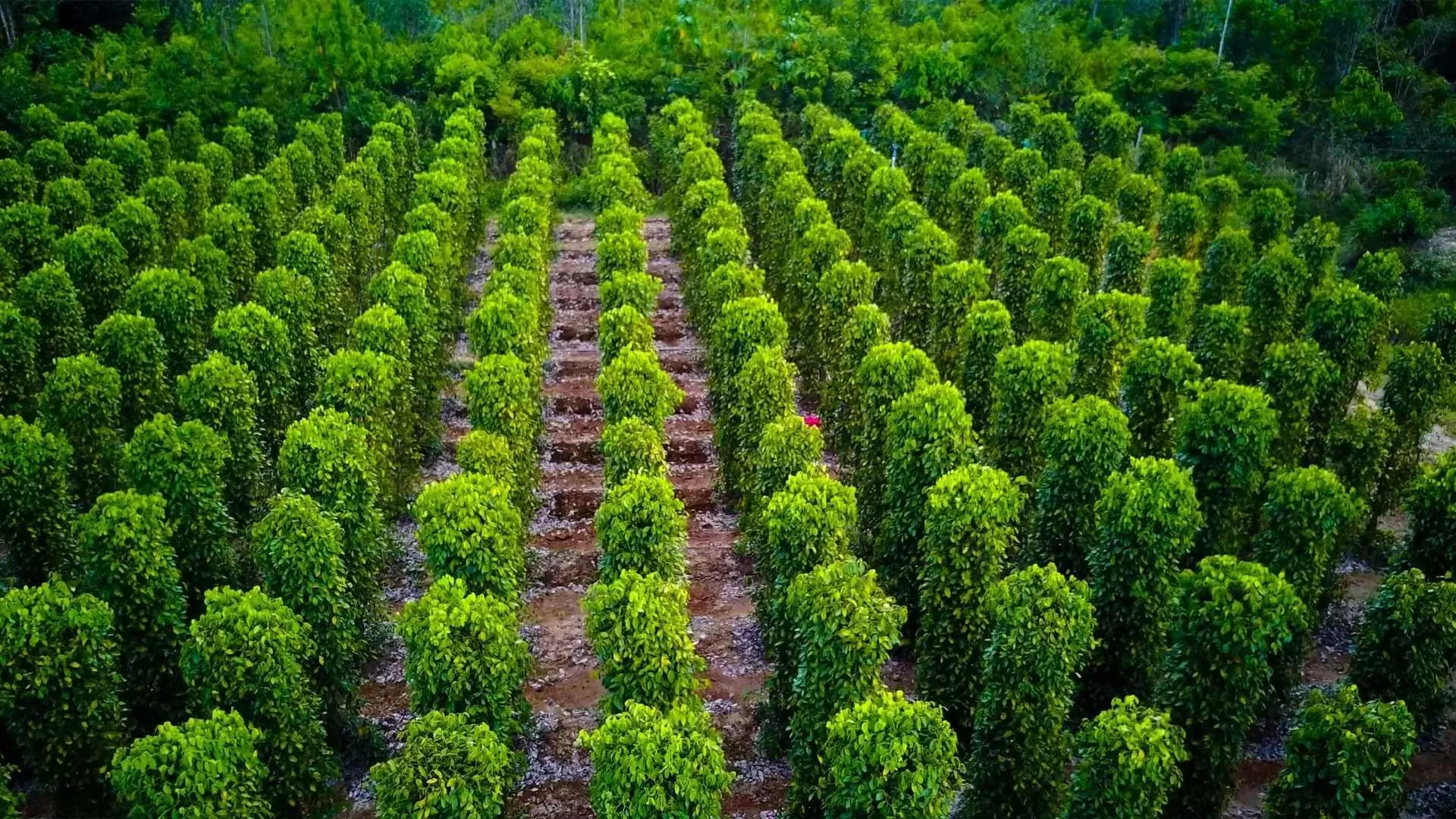 Black pepper used in food processing industry