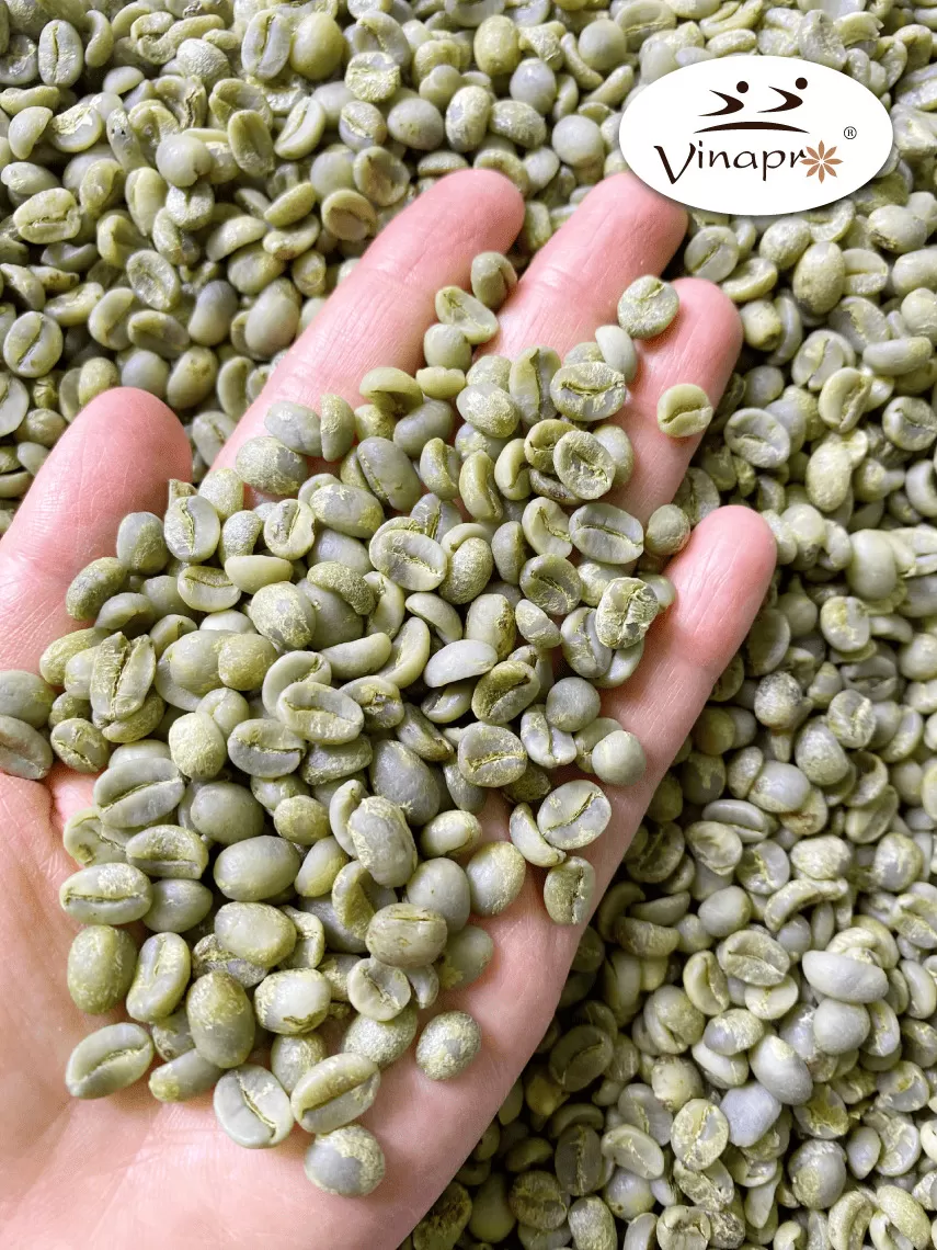 Unwashed Robusta Coffee beans S13