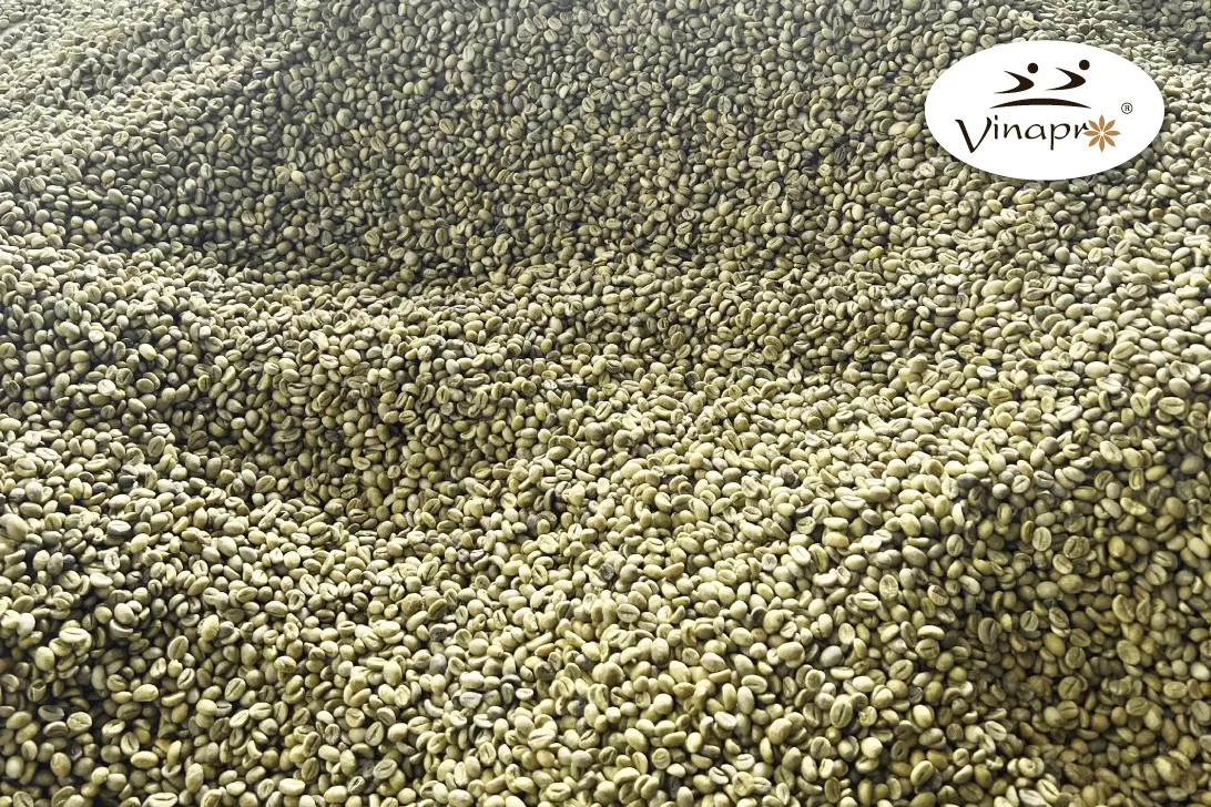 Unwashed Robusta Coffee beans S13