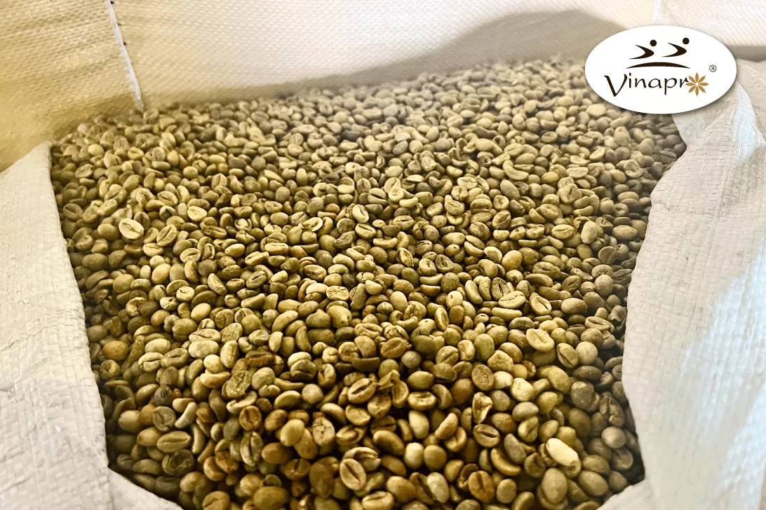 Unwashed Robusta Coffee beans S13