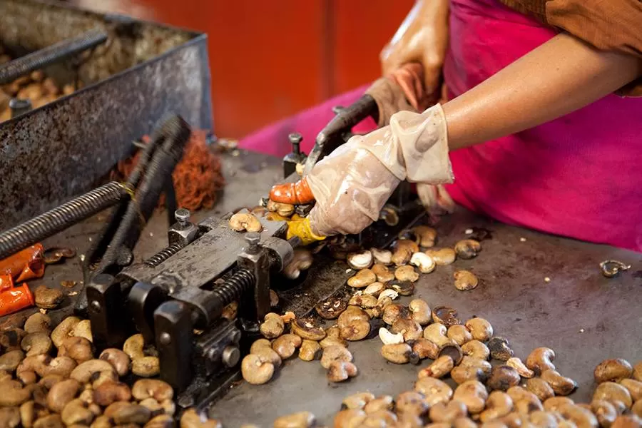cashew nut processing technology in Vietnam