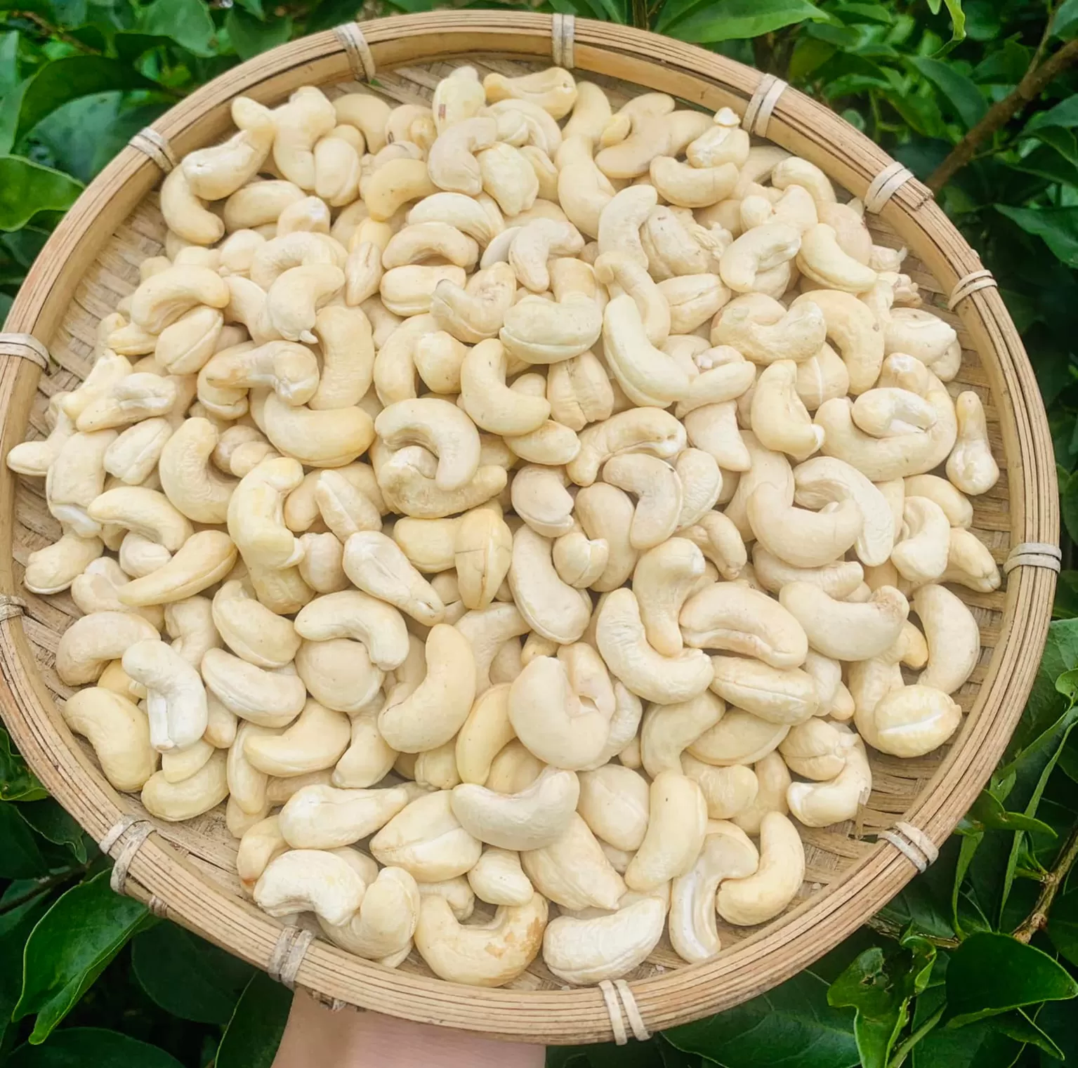 Workers packing cigarette cinnamon for export in factory