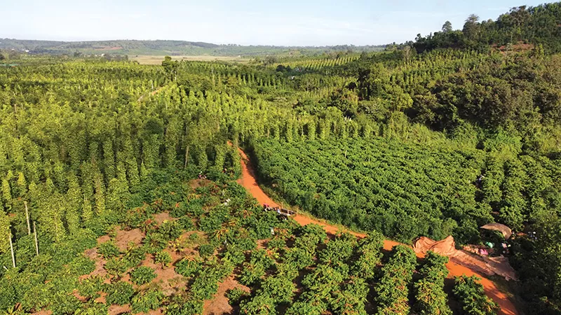 Vietnam pepper farming region for ground pepper production