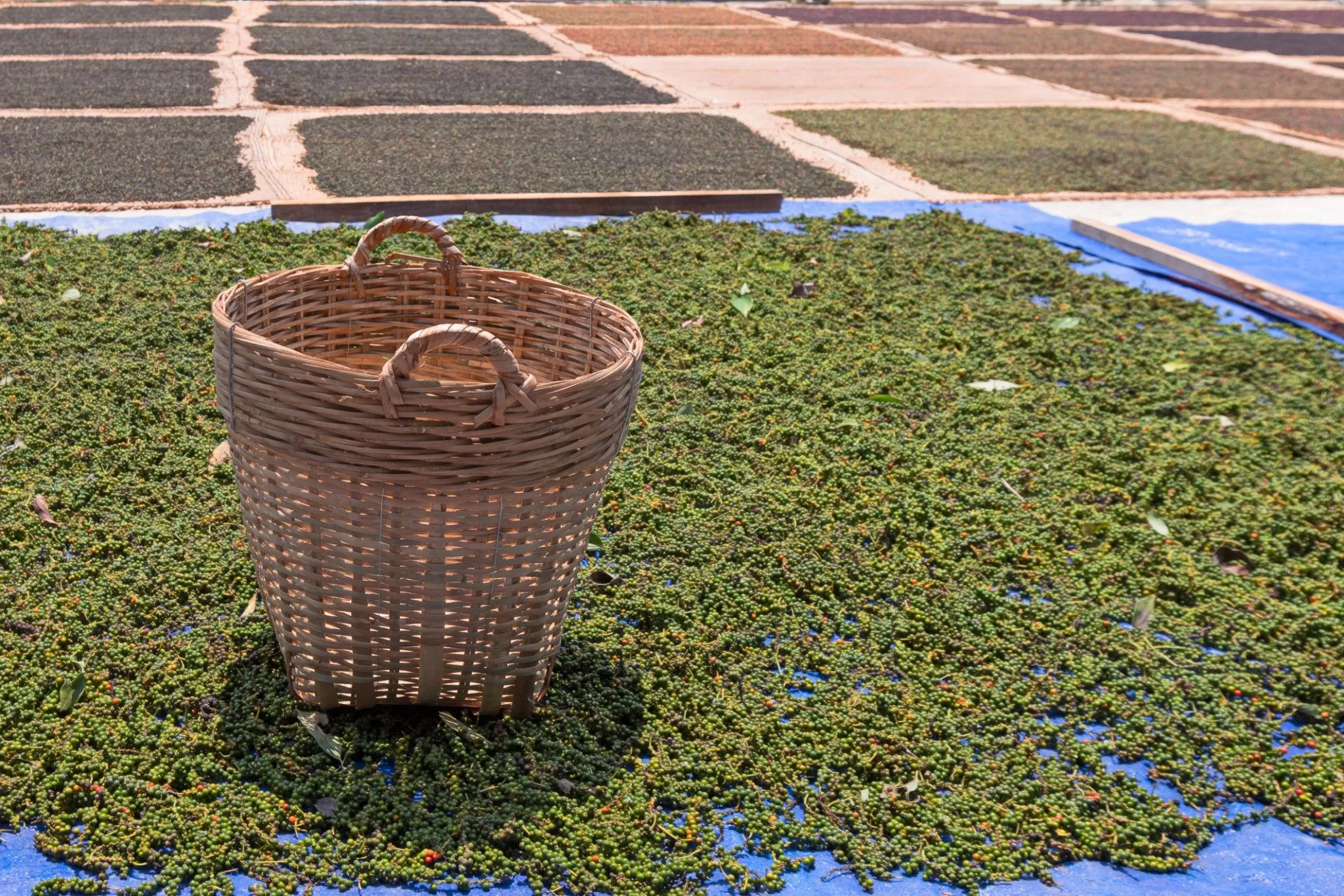 Pepper farming and processing in Vietnam