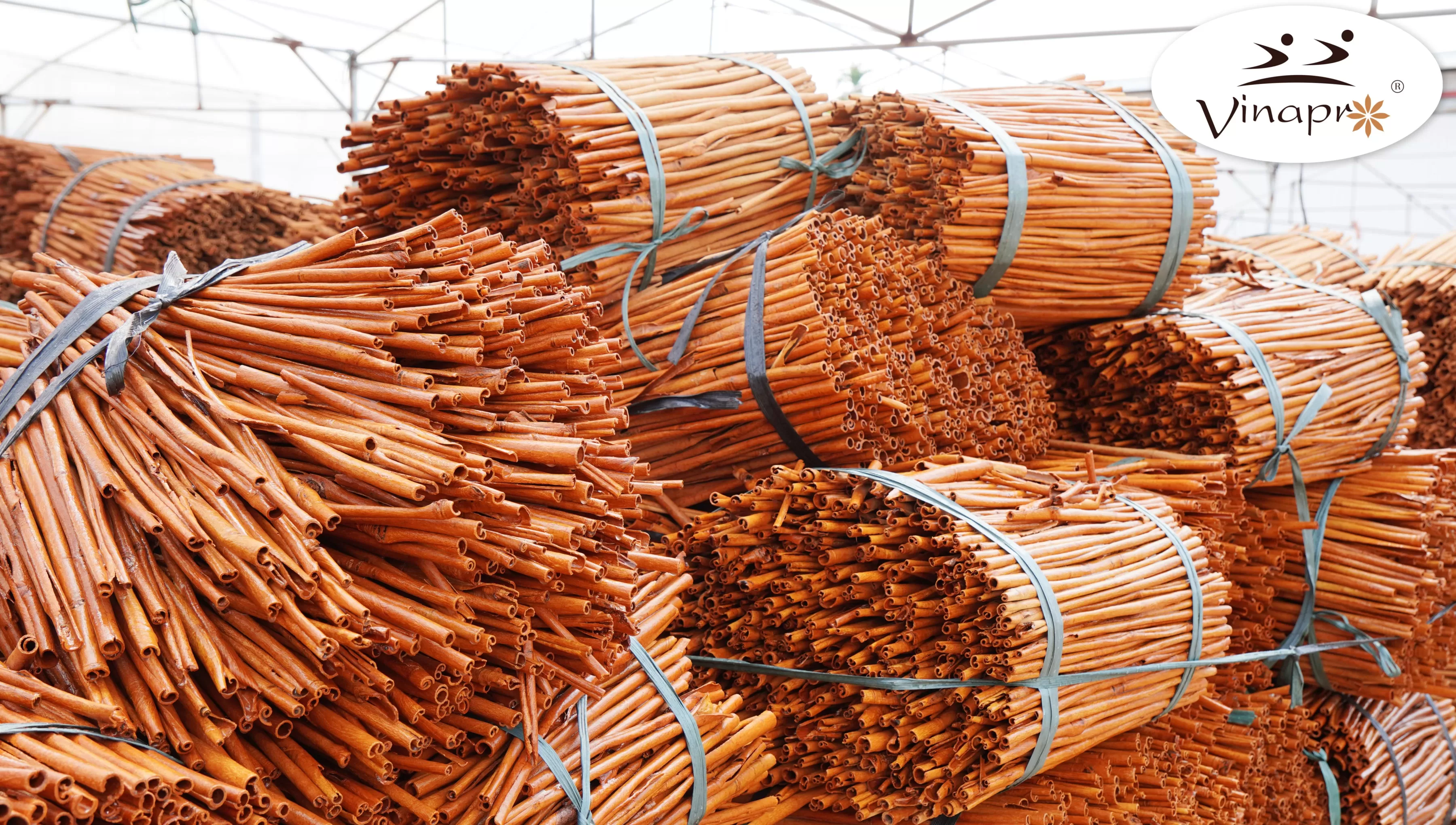 Vietnamese stick cinnamon tightly rolled