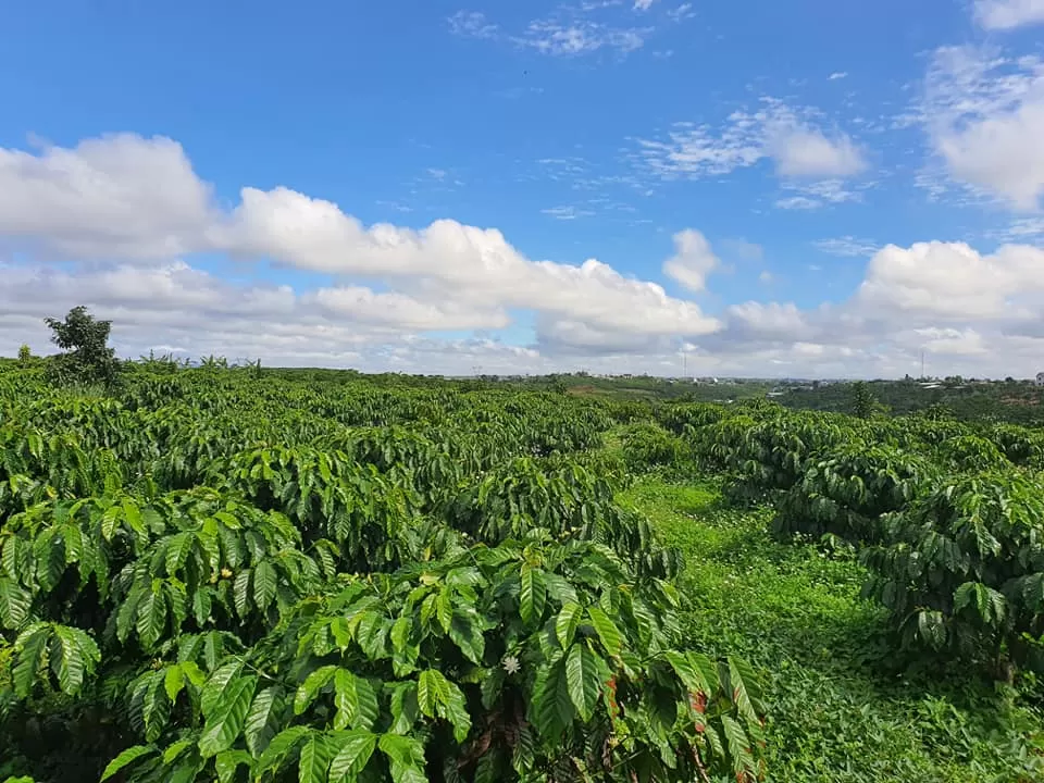 High-quality Vietnam coffee beans for international export supply