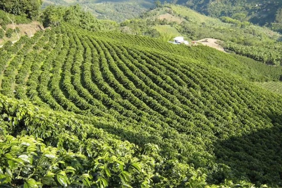 Vietnam coffee beans cultivated in Gia Lai for international export markets