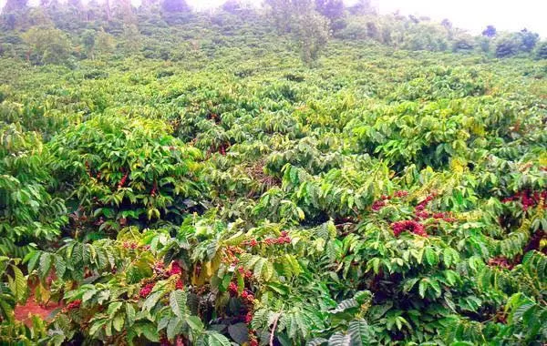 Coffee bean growing region in Dak Lak Vietnam for export supply