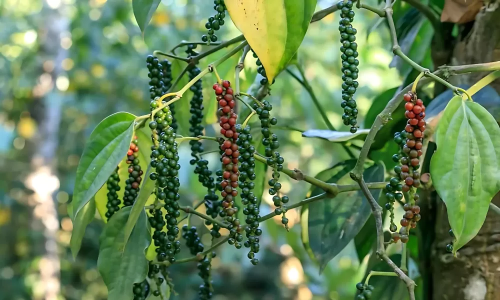 Vietnam Pepper Exports – A Trusted Global Supplier