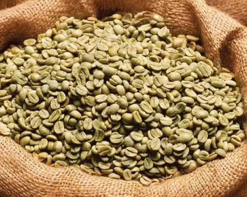Green coffee beans for roasters and distributors