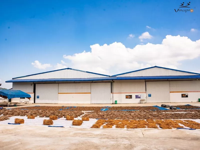 Cassia factory and export supply in Vietnam