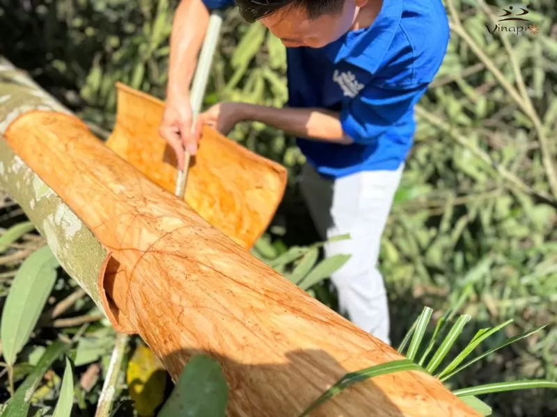 Cassia harvesting in Vietnam raw material regions
