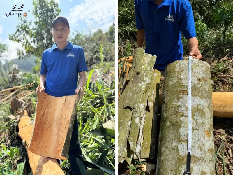 Large cassia bark from Vietnam raw material regions