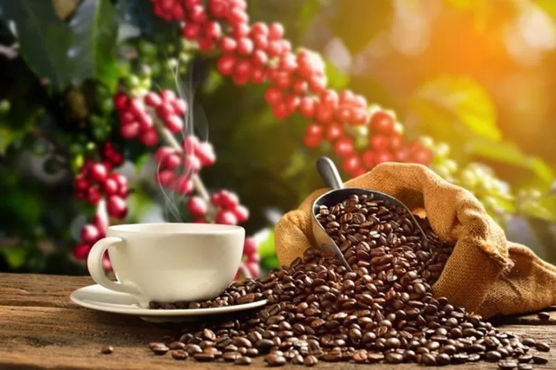 High-quality Vietnam coffee beans for export markets