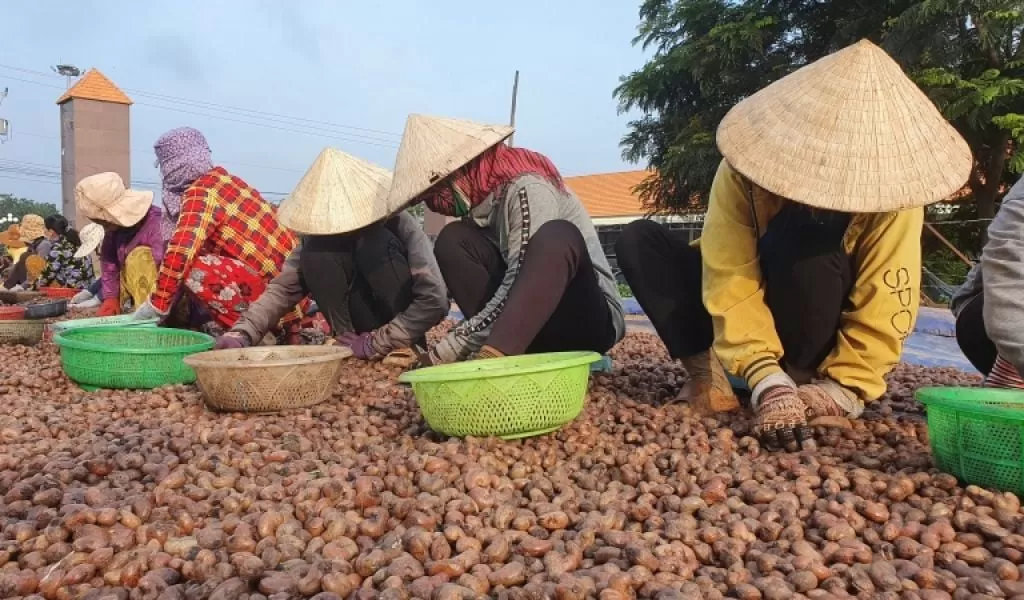 cashew nut raw material selection in Vietnam