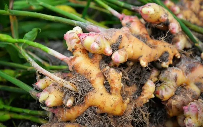 ginger powder made from dried ginger roots